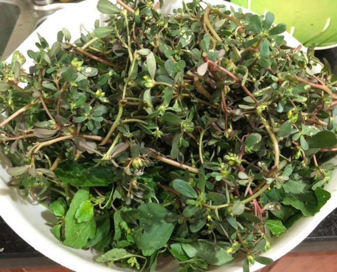 Loài rau dại mọc đầy ở Việt Nam mang sang nước ngoài trở thành ‘thần dược’, được gọi là rau trường thọ