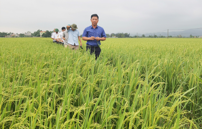 Trồng lúa hữu cơ, thắng lớn từ tôm cua