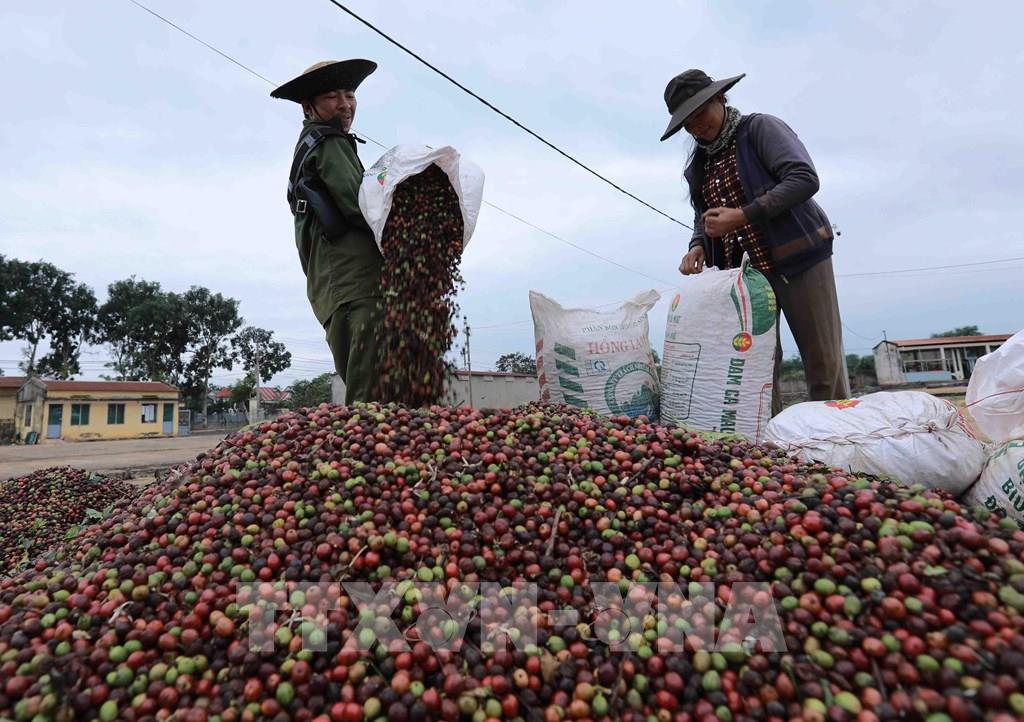 Điều gì khiến xuất khẩu cà phê sang thị trường Anh giảm đáng kể?