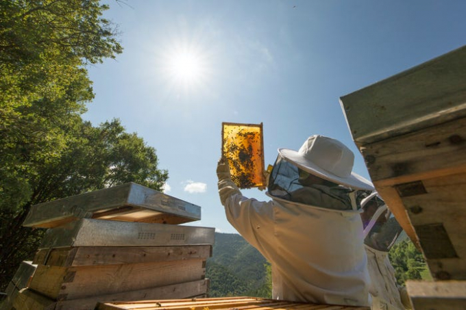 EU thay đổi quy tắc nhãn mác để đối phó mật ong giả Trung Quốc