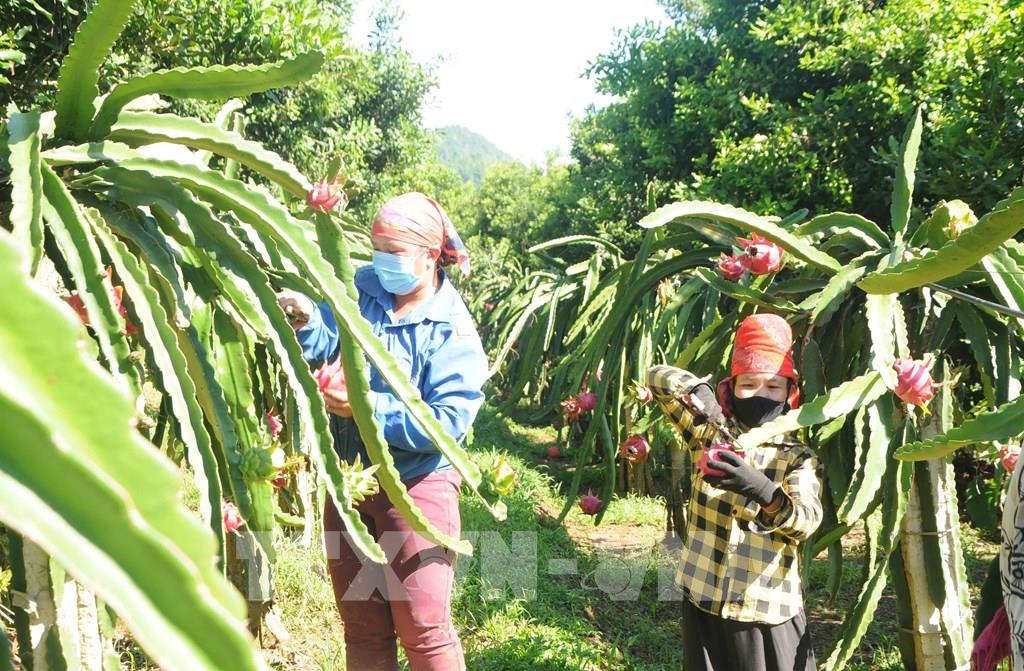 Nga tăng nhập khẩu rau quả chế biến từ Việt Nam