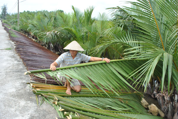 Ngành nông nghiệp bền vững gọi tên dừa nước