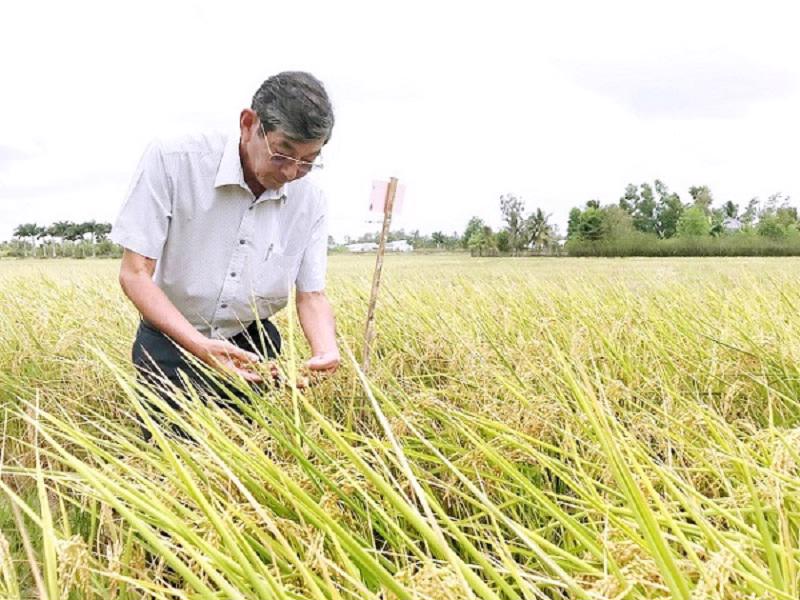 Văn phòng Nội các Nhật Bản đưa gạo ST25 Việt Nam vào thực đơn 