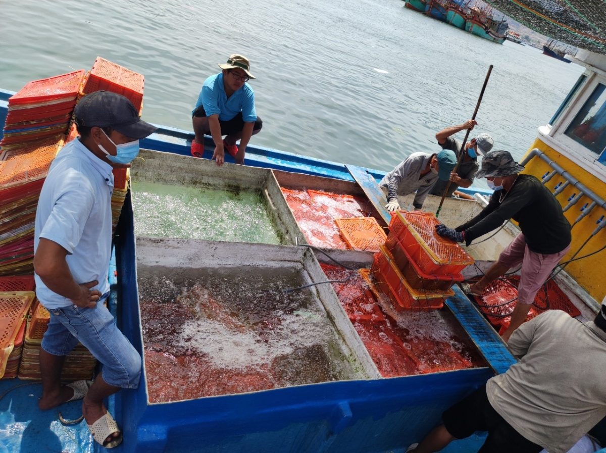 Thêm hợp đồng 'khủng' xuất khẩu tôm hùm sang Hồng Kông