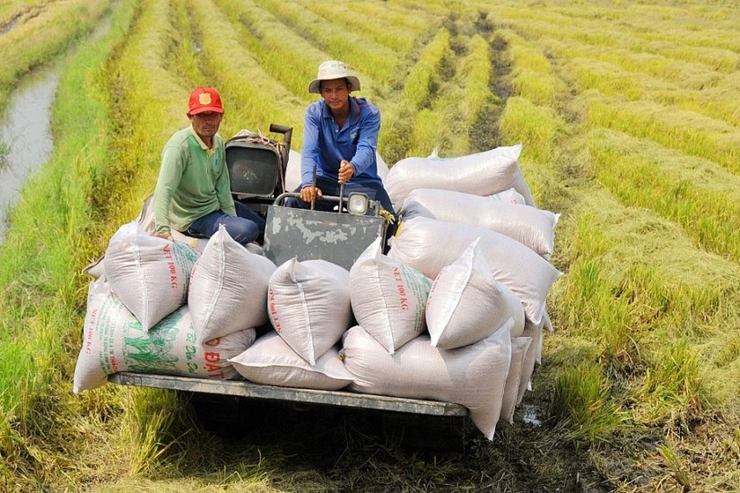 Xuất khẩu gạo Việt Nam đang giữ vững vị thế hàng đầu thế giới