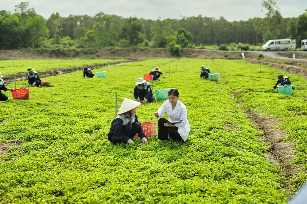 Nông trường rau má hàng trăm ha, chuẩn VietGAP tại Long An