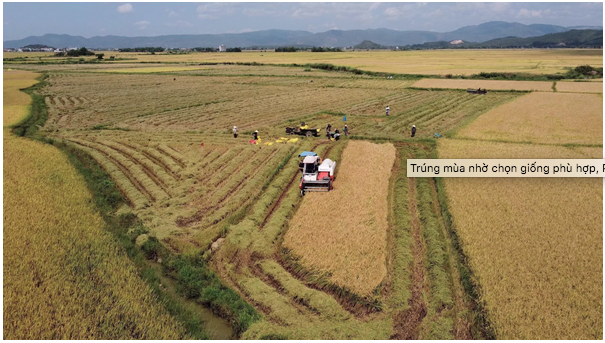 Báo động thiếu gạo toàn cầu, cơ hội nào cho xuất khẩu gạo Việt Nam?