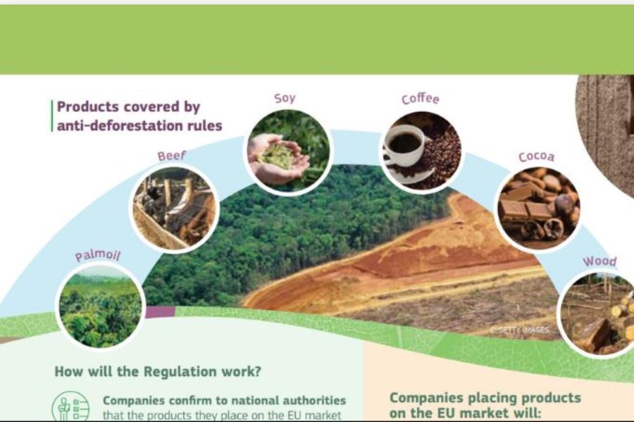 Luật cấm sản phẩm nông nghiệp liên quan đến phá rừng của EU có hiệu lực