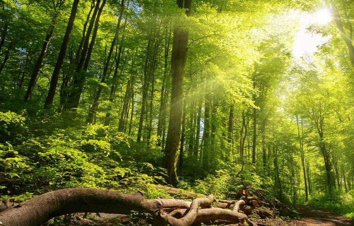 Bài toán cho nhà đầu tư rừng: chọn khai thác gỗ hay tín chỉ carbon?
