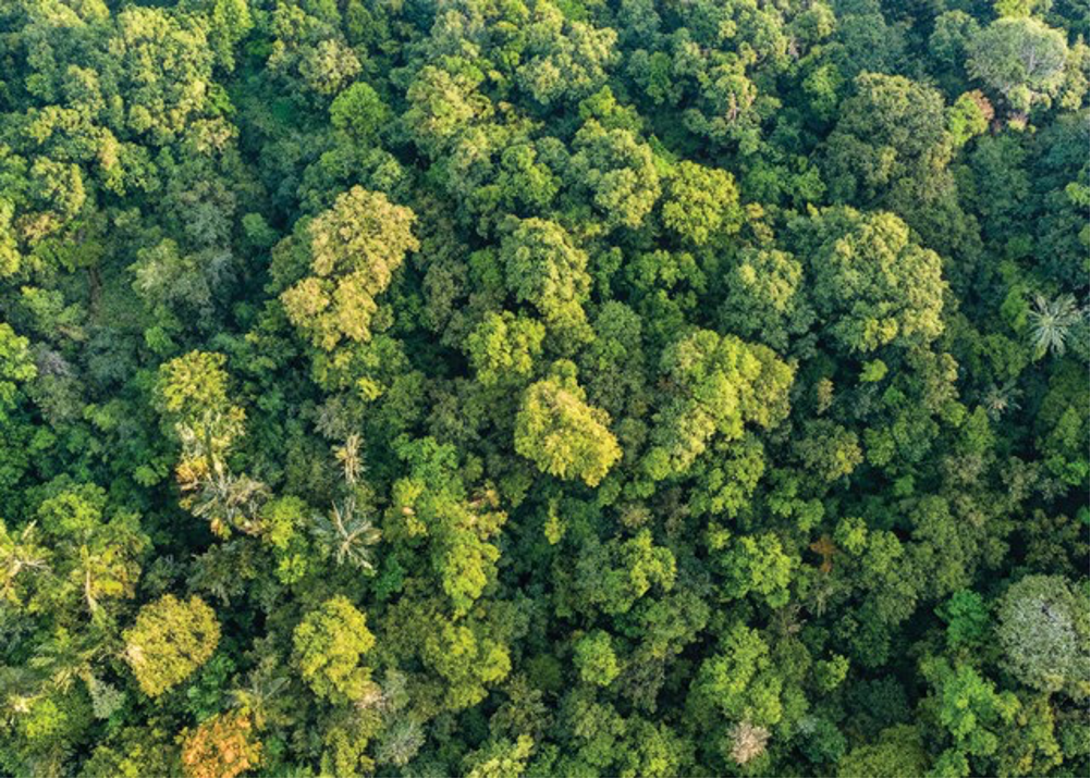 Vì sao Việt Nam chỉ bán 5 USD/tấn carbon rừng?